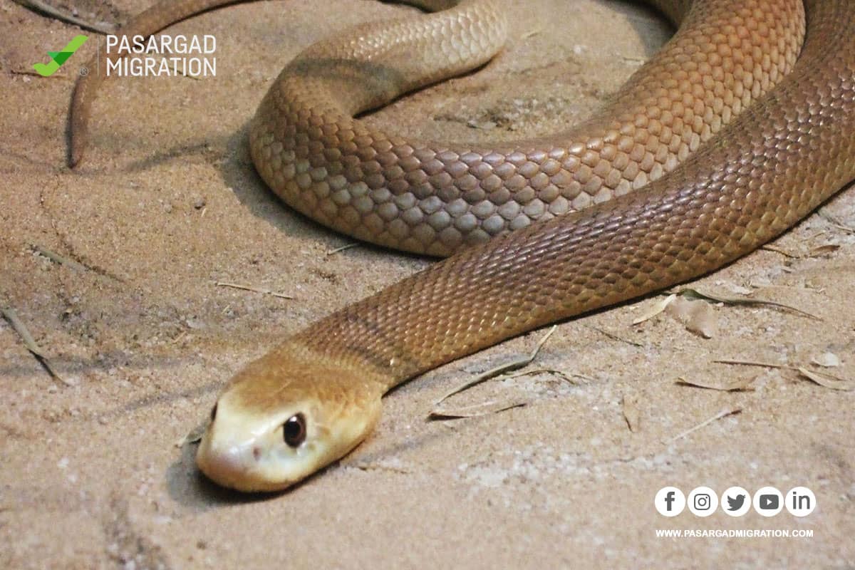 مار قهوه‌ای و ساحلی (TaipanEastern brown snake)